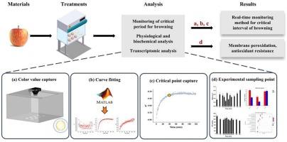 Real-time optical monitoring of enzymatic browning in fresh-cut apples: integrating photography with physiological and transcriptomic insights