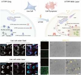Reporting Cell Pyroptosis via a Light - Driven Mitochondria-to-Nucleus Migration Probe