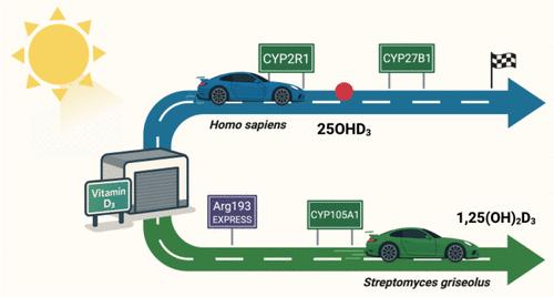 Vitamin D3 Activation by Cytochrome P450 Enzymes: Differences between Bacterial and Human Calcitriol Biosynthesis