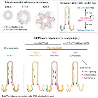 Lmo3-expressing peri-isthmus progenitor cells sustain renewal and repair of the mammalian intestinal telocyte niche