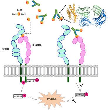 Structural insights into IL-31 signaling inhibition by a neutralizing antibody
