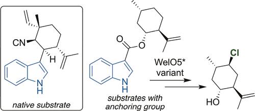 Site-, Stereo-, and Chemoselective Enzymatic Halogenation of Terpenoids by a Substrate Masquerade