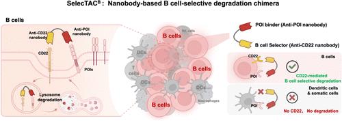 Cell-Selective Targeting Chimeras (SelecTACB) for Membrane Protein Degradation on B Cells