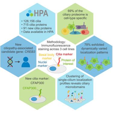 Intrinsic heterogeneity of primary cilia revealed through spatial proteomics