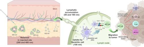 Glycoliposomes target lymphatic dendritic cells in a size-dependent manner to activate natural killer T cells against breast tumors