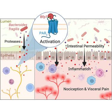 A Bacteroides fragilis protease activates host PAR2 to induce intestinal pain and inflammation