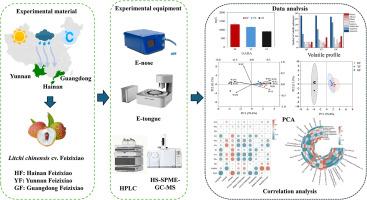 Comparative evaluation of flavor-related chemical compounds of ‘Feizixiao’ litchi from various regions using E-tongue, E-nose, and HS-SPME-GC–MS