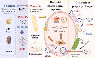 Synergistic Effects of Micro/Nanoplastics and Cu(II) on Horizontal Transfer of Antibiotic Resistance Genes: New insight targeting on Cell Surface Properties