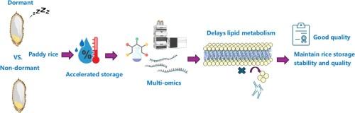 Dormancy-induced inhibition of lipid degradation enhances rice storage stability