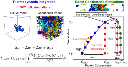 Predicting Saturation Concentrations of Phase-Separating Proteins via Thermodynamic Integration