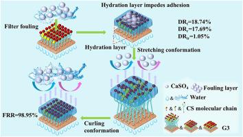 Preparation of pH-responsive PVDF membrane and investigation of the synergistic anti-fouling and self-cleaning mechanism via “hydration layer & steric hindrance” and “acid washing-alkaline washing”