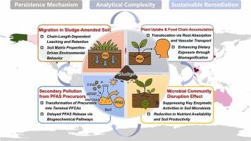 Per- and polyfluoroalkyl substances in sewage sludge: A global synthesis of persistence mechanisms, analytical complexities, and sustainable remediation strategies
