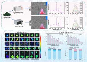 Carbon dots from thermally processed Spirulina: Properties, biodistribution and cytotoxicity