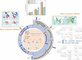 Synergistic effect of copper ions on Pseudomonas sp. DX-21 for enhanced tetracycline removal: A mechanistic study