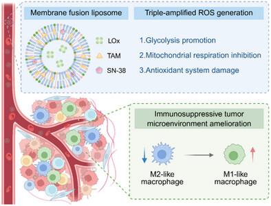 Dual Metabolic Rewiring Amplifies Cellular Oxidation and Reverses Immunosuppression for Combating Orthotopic Triple-Negative Breast Cancer