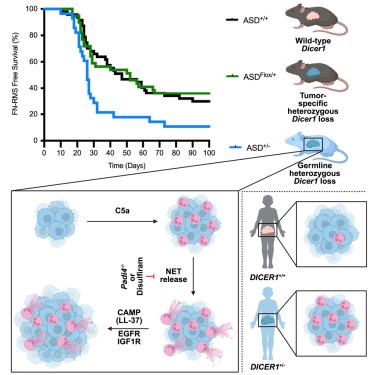 Non-cell-autonomous tumor promotion in DICER1 cancer predisposition