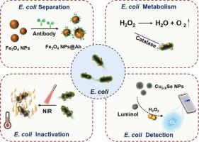 A prolong glow-type chemiluminescence platform for sensitive detection and photothermal inactivation of Escherichia coli
