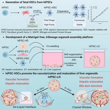 Human pluripotent stem cell-derived fetal hepatic stellate cells promote vascularization and maturation in liver organoids