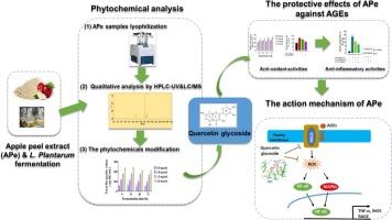 Apple peel fermentation by Lactobacillus plantarum: Phytochemical transformations and enhanced abilities against inhibition of advanced glycation end products