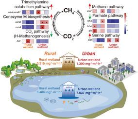 Microbial mechanisms underlying differences of methane emissions between urban and rural wetlands