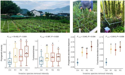 Multidimensional diversity recovery following invasive species removal: Roles of colonization, extinction and abundance shifts