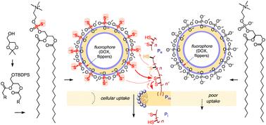Thiol-mediated uptake of phosphorothioate liposomes, visualized with fluorescent flippers
