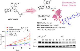 Highly potent and selective degrader targeting ERα to improve the treatment outcomes of breast cancer