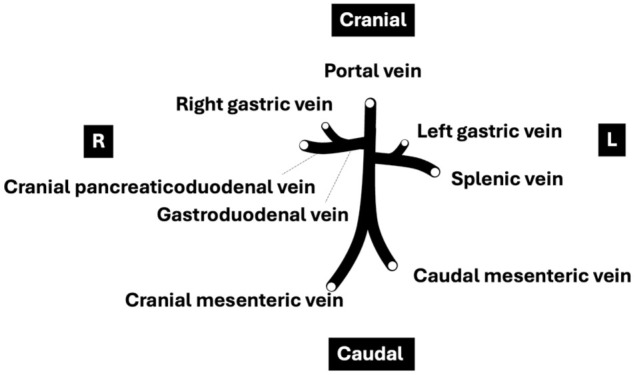 Anatomical variations in the tributaries of the normal feline extrahepatic portal system: evaluation with CT angiography.