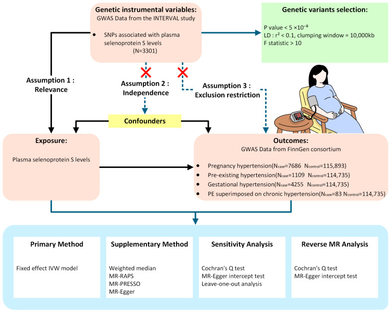 Selenoprotein S and the Causal Risk of Hypertension in Pregnancy: A Mendelian Randomization Study.