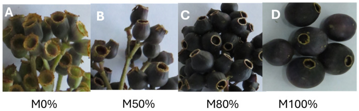 Relationship Between Bioactive Compounds and Biological Activities (Antioxidant, Antimicrobial, Antihaemolytic) of 'Colcas' Fruits at Different Stages of Maturity.