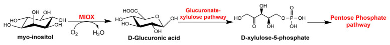 Myo-Inositol Oxygenase (MIOX): A Pivotal Regulator and Therapeutic Target in Multiple Diseases.