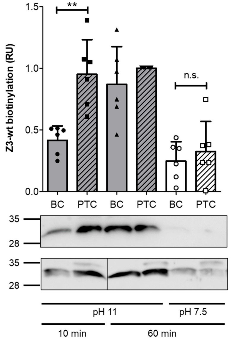 Injection of Affibodies by a Self-Organizing Bacterial Syringe to Interfere with Intracellular Signaling.