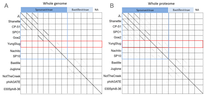 Probing Viral Dark Matter: Comparative Genomics of Atypical Bacillus Phage YungSlug.