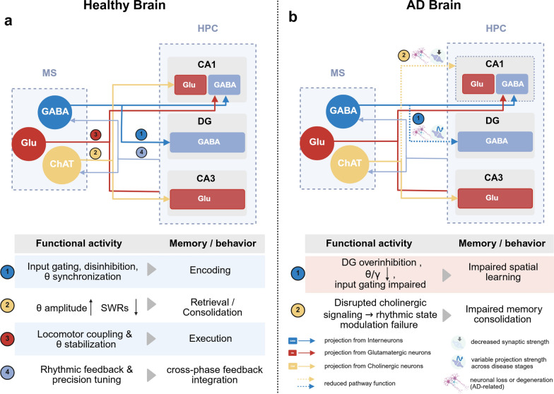 The medial septum-hippocampus-lateral septum circuitry in spatial memory: linking healthy function to early Alzheimer's disease and translational opportunities.