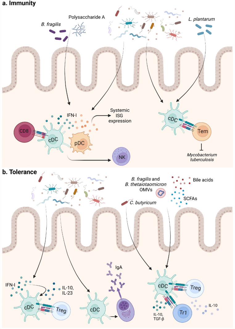 Crosstalk between the microbiota and intestinal dendritic cells in IBD.