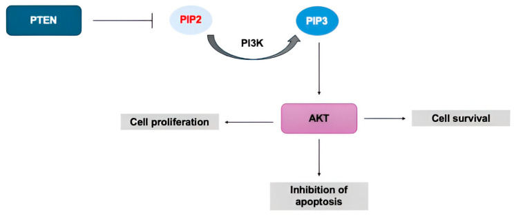 miR-145-5p and miR-148b-3p Expression Is Inversely Associated with Pten Expression in Prostate Pathologies.