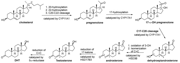 Natural Products Targeting the Androgen Receptor Signaling Pathway: Therapeutic Potential and Mechanisms.