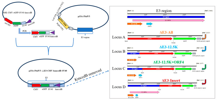 Isolation of Porcine Adenovirus Serotype 5 and Construction of Recombinant Virus as a Vector Platform for Vaccine Development.