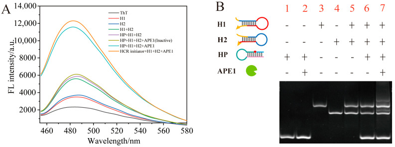 Label-Free and Ultrasensitive APE1 Detection Based on Hybridization Chain Reaction Combined with G-Quadruplex.