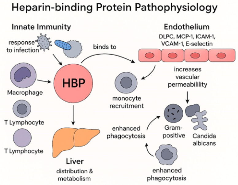 Heparin Binding Protein in Sepsis-A Comprehensive Overview of Pathophysiology, Clinical Usage and Utility as Biomarker.
