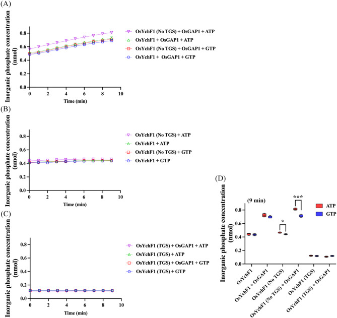 From biophysical interaction to structural modeling: bi-terminal G and TGS domains drive rice OsYchF1-OsGAP1 complex formation.