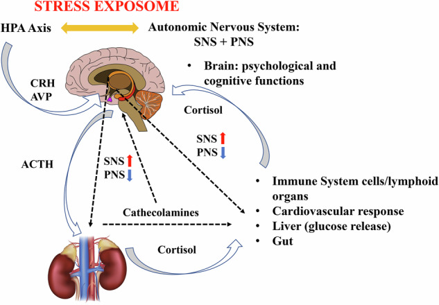 Spaceflight exposome/microgravity effects on the psychoimmunoneuroendocrine system.