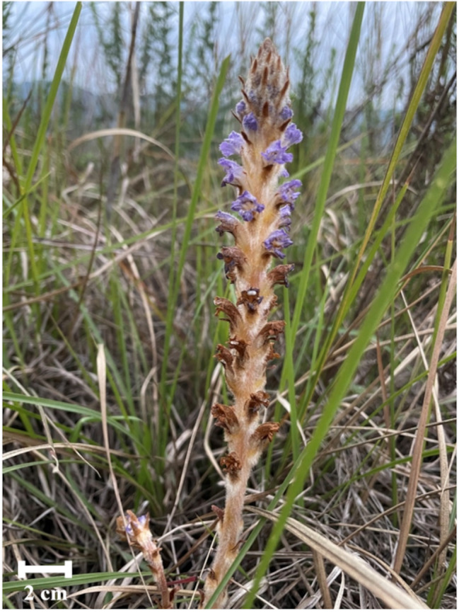 Effects of plant growth regulators on Orobanche coerulescens seed germination.