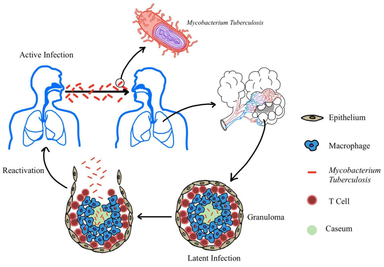 Anti-TB Drugs for Drug-Sensitive and Drug-Resistant <i>Mycobacterium tuberculosis</i>: A Review.