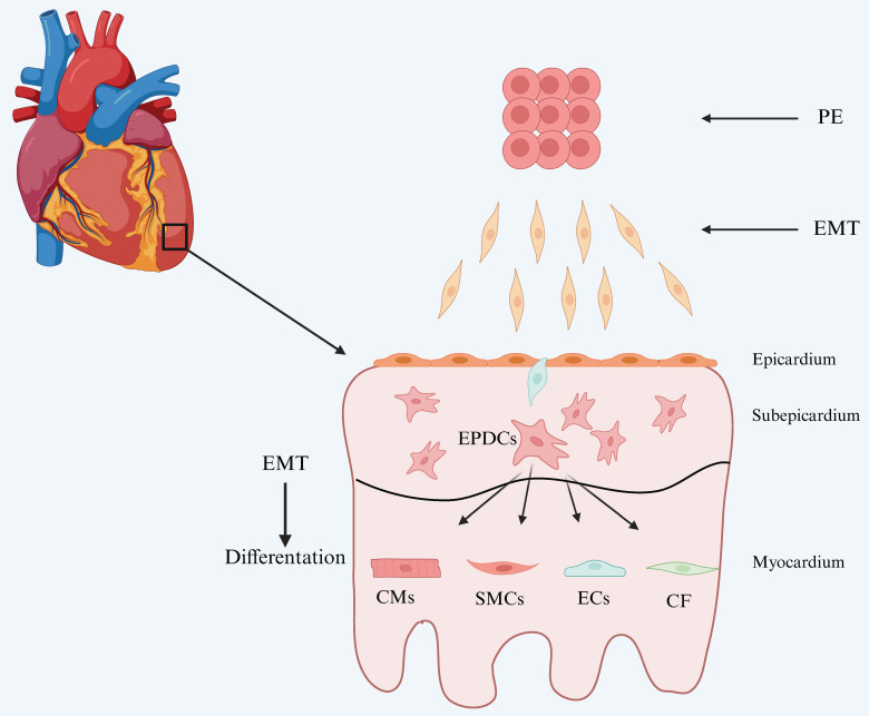 The Application of Epicardium in Heart Failure Treatment: Opportunities and Challenges.