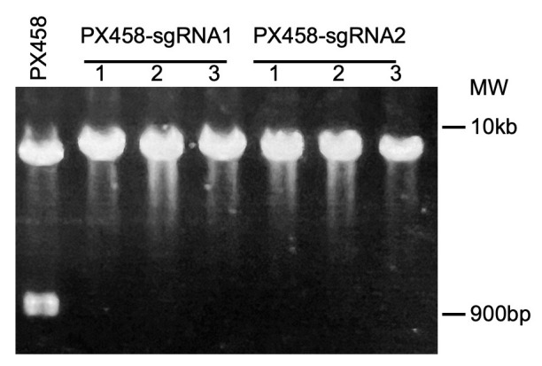 Genetic Engineering of Humanized Telomere Mice.