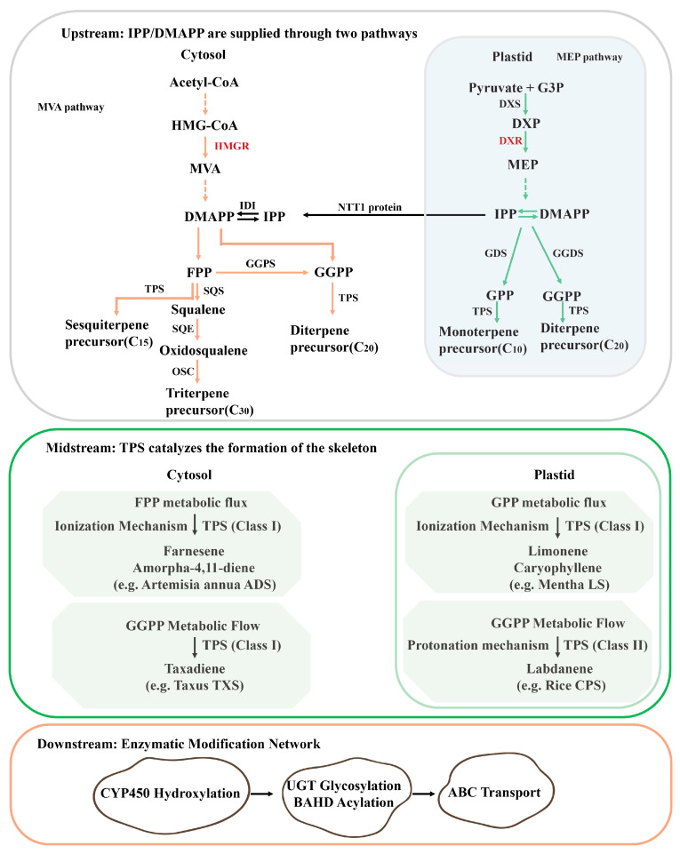 Metabolic Engineering of Terpenoid Biosynthesis in Medicinal Plants: From Genomic Insights to Biotechnological Applications.