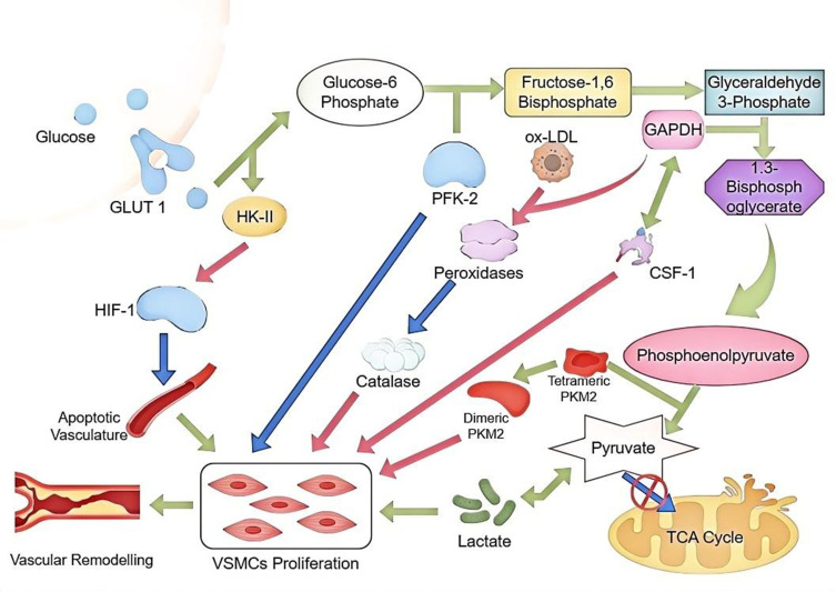 The Role and Research Progress of Glycolytic Metabolic Reprogramming in Smooth Muscle Cells in Atherosclerosis.