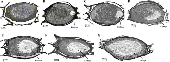 Combined transcriptomic and metabolomic analysis of the molecular mechanism of seed dormancy release in Notopterygium incisum.