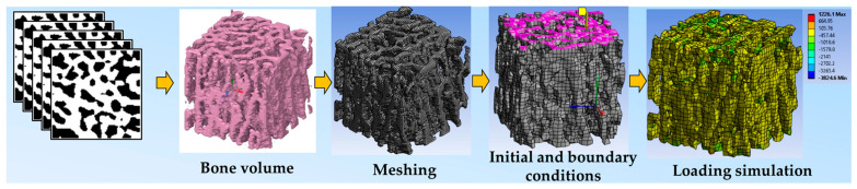 Bone Evaluation with Micro Finite Element Analysis in Animal Models.